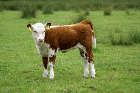 Making Dairy Products From a Milch Cow Image